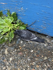 Hydrobates leucorhous