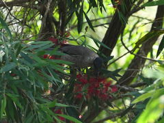 Philemon corniculatus corniculatus