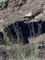 Hesperidanthus linearifolius
