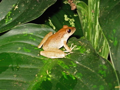 Craugastor fitzingeri