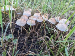 Panaeolus papilionaceus