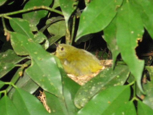 Manacus aurantiacus