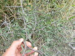 Schinus longifolia