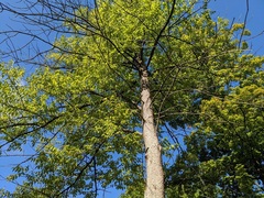 Fraxinus quadrangulata