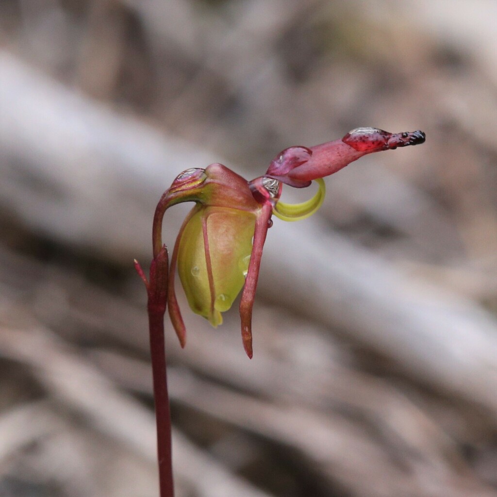 Caleana hortiorum