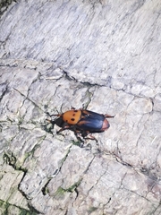 Rhynchophorus ferrugineus