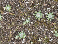 Chthonocephalus pseudevax