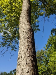 Fraxinus quadrangulata