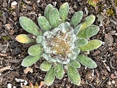 Chthonocephalus pseudevax