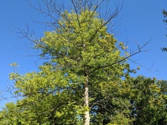 Fraxinus quadrangulata