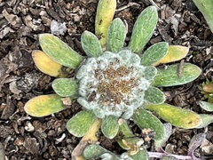 Chthonocephalus pseudevax