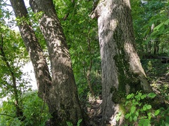 Fraxinus quadrangulata