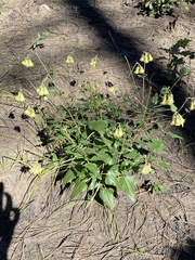 Brickellia grandiflora