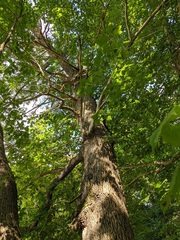 Fraxinus quadrangulata