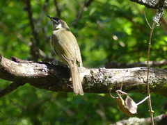 Meliphaga lewinii