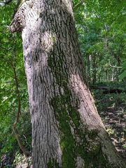 Fraxinus quadrangulata