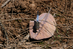 Orthetrum caledonicum