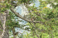 Lophophanes cristatus