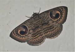 Calliodes pretiosissima