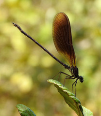 Calopteryx haemorrhoidalis