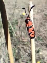 Zygaena fausta