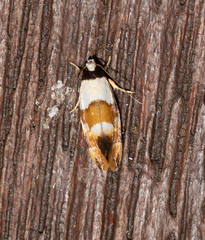 Euphiltra eroticella