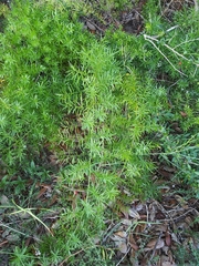 Asparagus aethiopicus