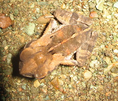 Incilius aucoinae
