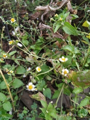 Galinsoga quadriradiata