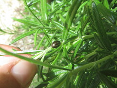 Chrysolina americana