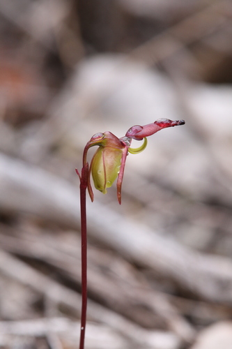 Image of Caleana hortiorum by (c) Hugo Innes, some rights reserved (CC BY)