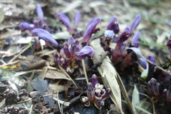 Lathraea clandestina