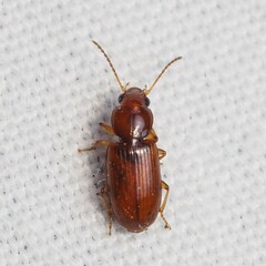 Stenolophini