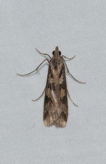 Nomophila corticalis