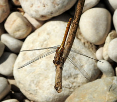 Orthetrum chrysostigma