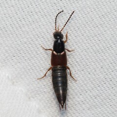 Staphylinidae
