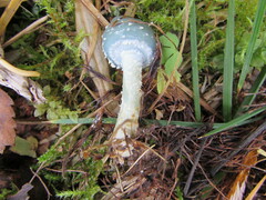 Stropharia aeruginosa