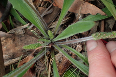 Plantago hispida