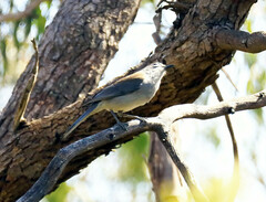 Colluricincla harmonica