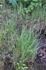 Carex aquatilis