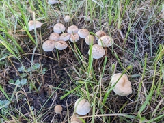 Panaeolus papilionaceus