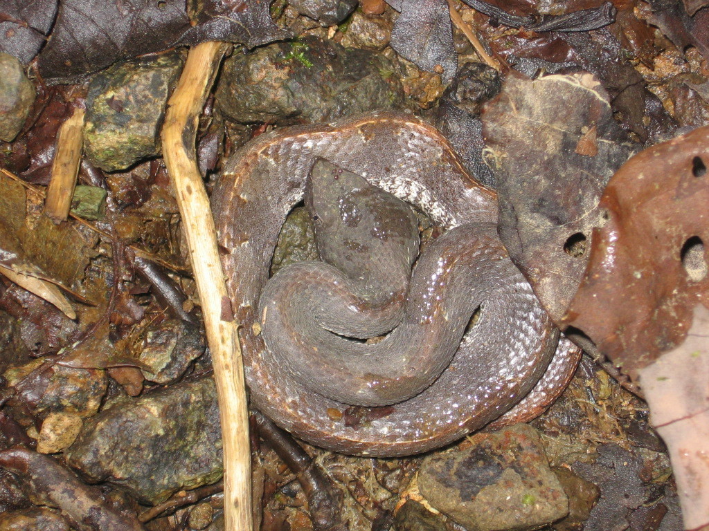 White-tailed Hognose Pitviper