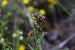 Pterostylis