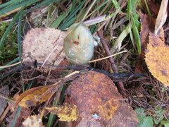 Stropharia aeruginosa