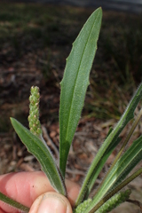 Plantago hispida