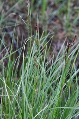 Carex aquatilis