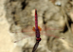 Trithemis annulata