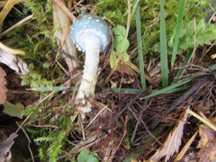 Stropharia aeruginosa