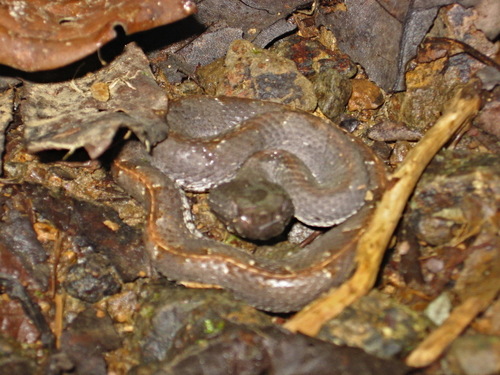 White-tailed Hognose Viper