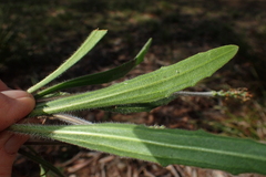 Plantago hispida